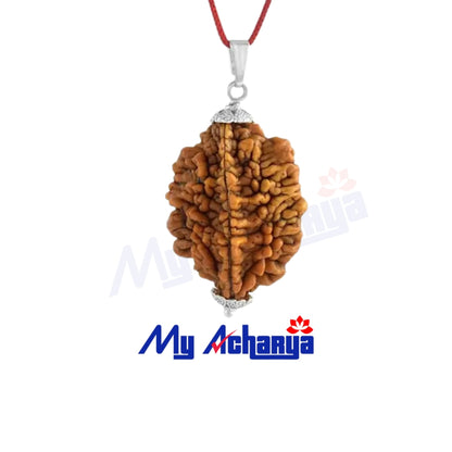 2 Mukhi Rudraksha with silver cap (single)