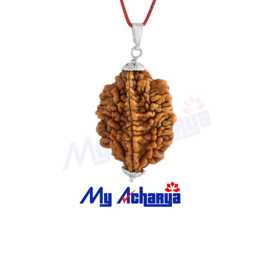 2 Mukhi Rudraksha with silver cap (single)