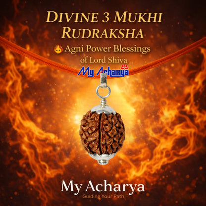 3 Mukhi Rudraksha with silver cap (single)